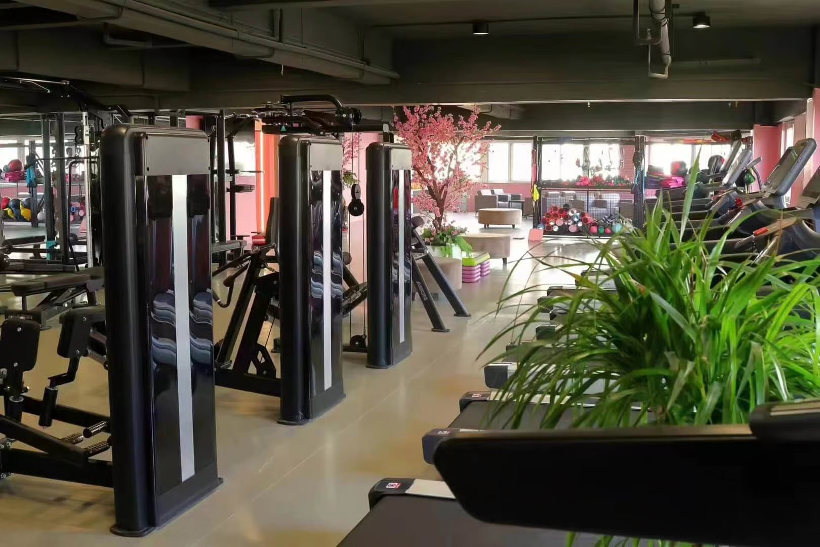 Full view of a commercial gym interior featuring a row of modern treadmills, pink accent walls, and potted plants