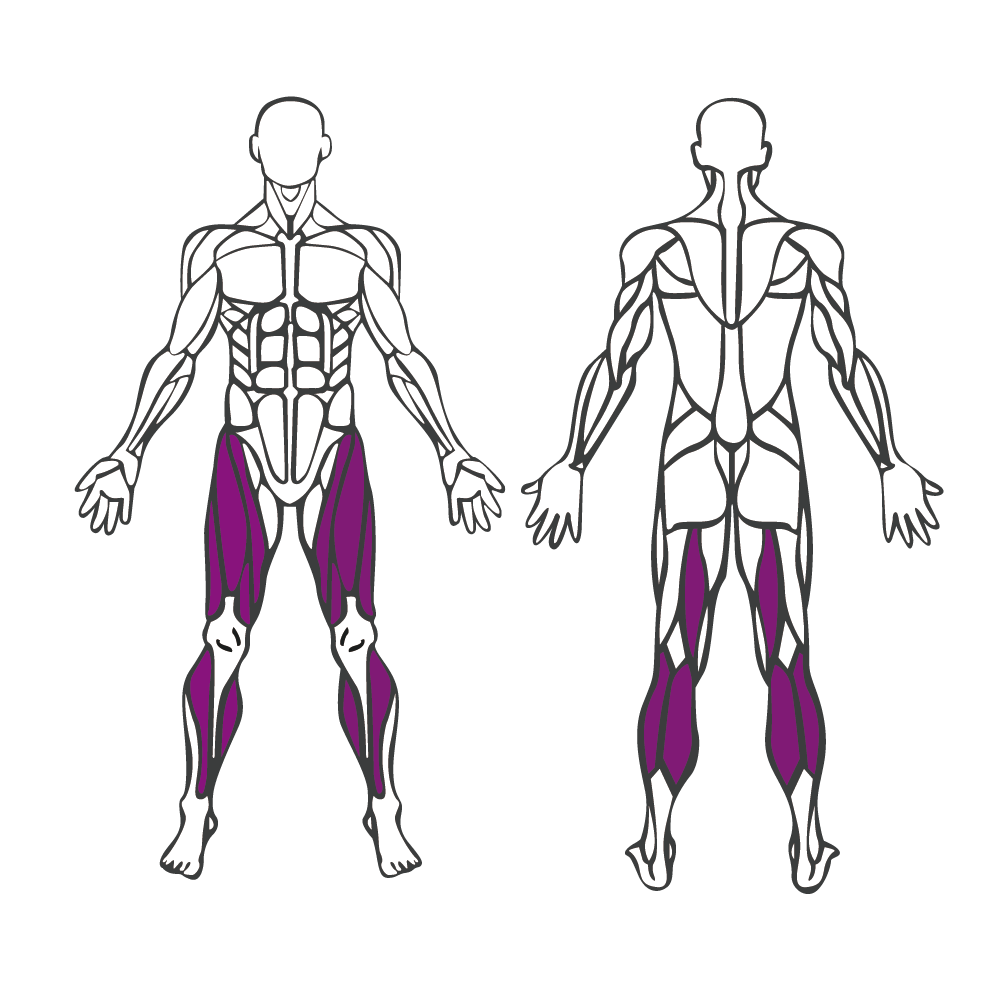 Human anatomy diagram highlighting leg muscles in purple