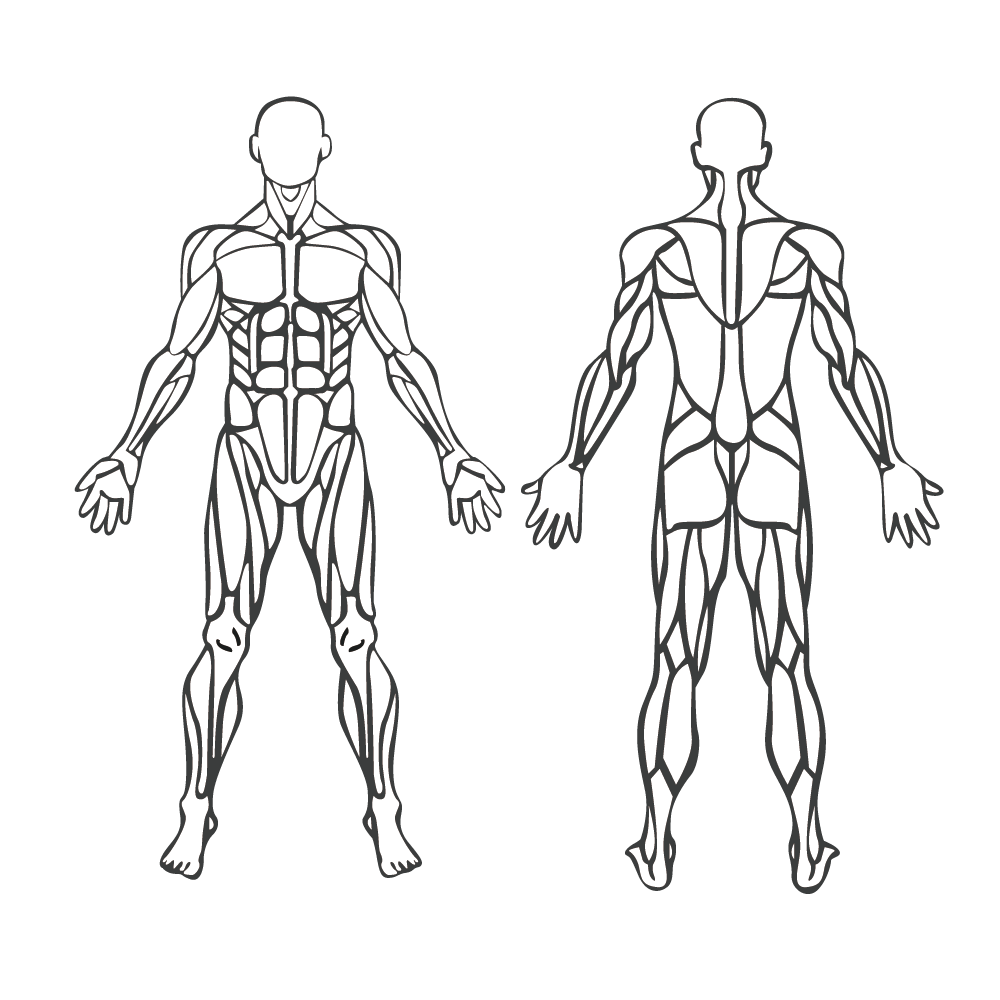 Human anatomy diagram